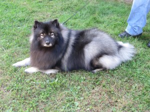 Keeshonden (plural of keeshond, pronounced 