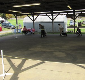 Clancy competing in the UKC Best in Show Altered.