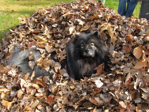 Clancy in the leaves2