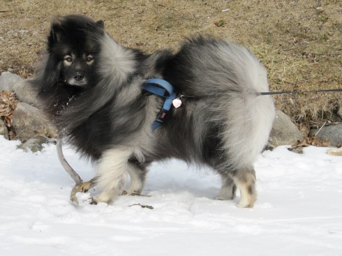 The windy freezing cold doesn't phase my young keeshond, Clancy.  He's enjoying playing with some driftwood on a frozen lake in Michigan.