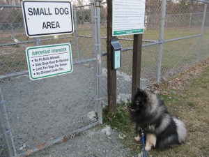 The keeshond plays with the big dogs, so Clancy can only look on and bark "hi" to his smaller cousins.
