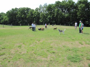 Dog parks offer fun socialization for both dogs and humans!