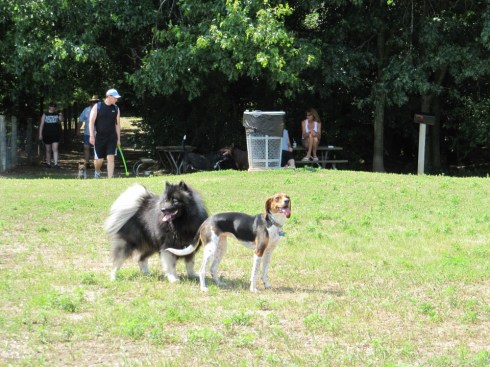 Clancy enjoying canine companionship at the dog park.