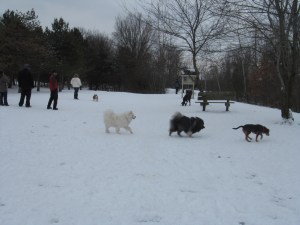 Dogs are natural pack animals and most enjoy the company of other dogs.