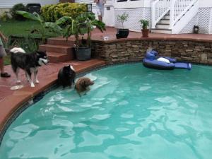 Dogs can enjoy going with you to parties, too!  If you're planning on attending an outdoor event at a friend's house, just ask to see if it's okay if you bring your dog...  you may be pleasantly surprised!