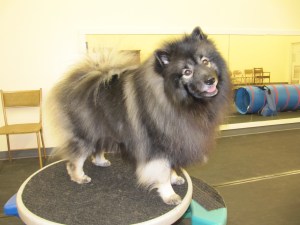 There are so many things to do with your dog happening every week around town!  Here Clancy is enjoying "Playtime" at a local pet store.