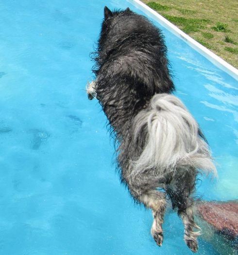 Dog Days of Summer are here...  new post coming soon!