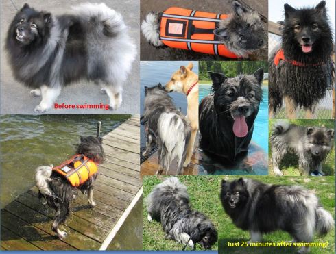 Clancy's  transformation of being a  dry Keeshond to wet to mostly dry again in less than a half hour!