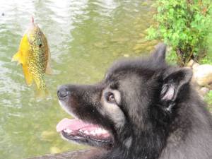 The dark horizontal lines that begin from the corner of the eyes are called 