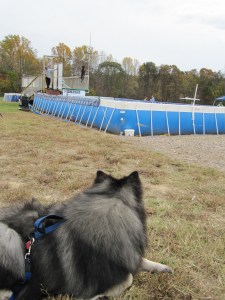 Clancy watching a Lab jump in the Extreme Vertical dock jumping competition