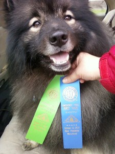 Though Clancy's keeshond sense of humor did come out during our first Obedience Novice trial, we still got our 1st leg of our CD and 1st place!