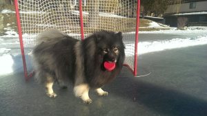 Clancy playing goalie