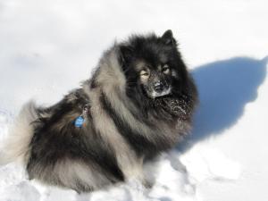 Clancy sitting in snow 2014