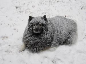 My snow angel, Clancy.