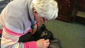 Clancy has been bringing smiles to hospitals, nursing homes & more with his therapy dog work...  he has completed over 40 therapy dog visits and will soon earn his AKC Therapy Dog title!
