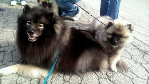 We loved seeing all the Keesies and socializing with folks at the Capital Keeshond Club Speciality on Oct. 11.  Puppies make it extra fun!