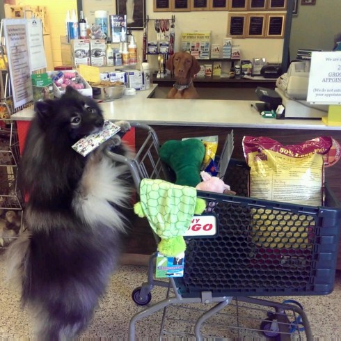 Clancy going shopping with cashier Petra, the Vizla 