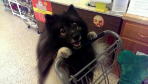 My new trick video is still in production!  Not much longer now...