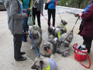 Rehabilitated Survivors of Marjorie's Kennel outside of New York's Capital Building helping to deliver the petition