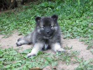 7 week old puppy, Clancy