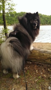 Clancy is looking forward to cooling off in the lake.