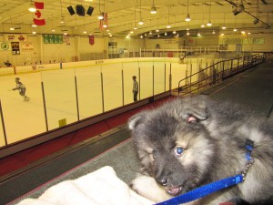 Little puppy Clancy keeping cool at his first hockey game.