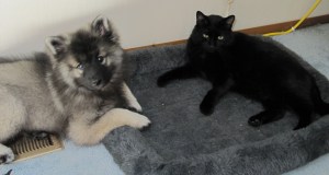 Clancy prefers the air conditioning vent over his bed during the summer...  the cat is happy about that!