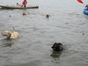 Clancy cooling off with other dogs at a pet fundraiser.