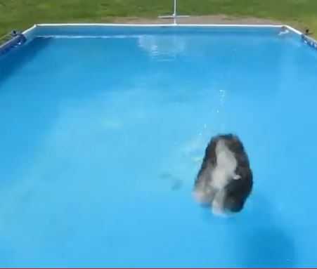 In August, Clancy qualified for more legs towards his next dock diving title!