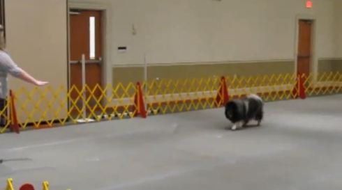 We tried for our second leg of our CDX Obedience title, but NQ'd due to a failure to drop on recall. (We try again this coming weekend!)