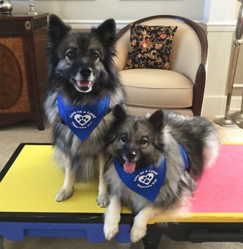 Kallie and Reggie therapy dogs